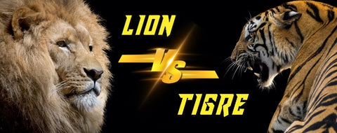 Lion vs Tigre : qui gagnerait ?
