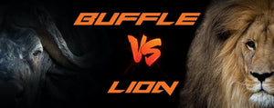 Lion contre Buffle : qui est le plus fort ?