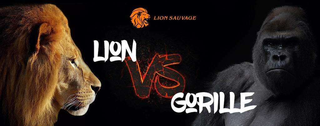Lion contre Gorille : qui est le plus fort ?