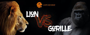 Lion contre Gorille qui gagne ?